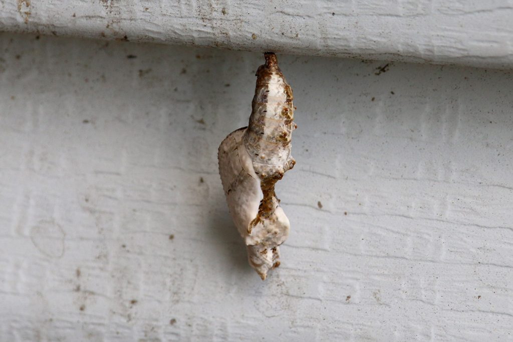 Gulf fritllary chrysalis, the day after forming.