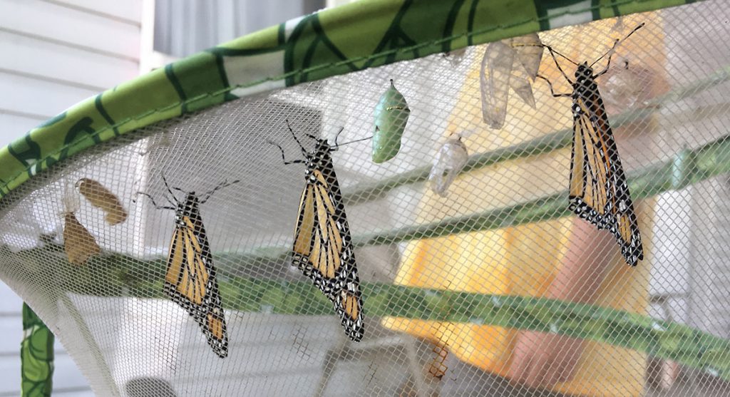 Three newly hatched monarch butterflies, inside of a butterfly enclosure.