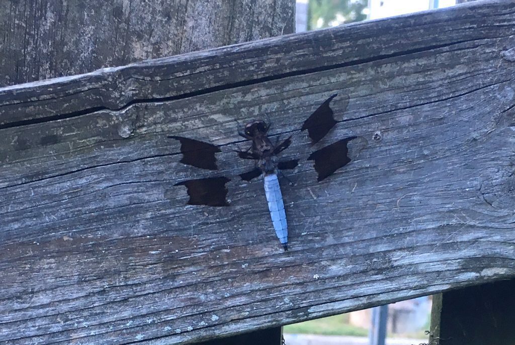 The common whitetail or long-tailed skimmer (Plathemis lydia), on a wooden fence.