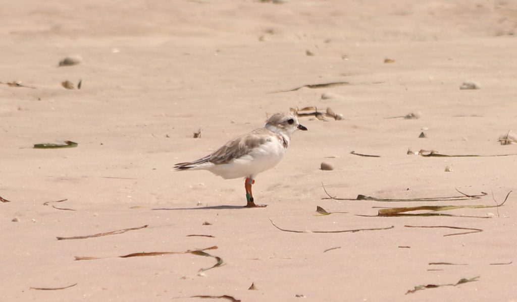Banded piping plover near Alligator Point.