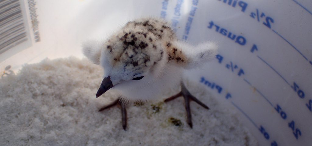 two day old snowy plover chick- cotton ball with legs.