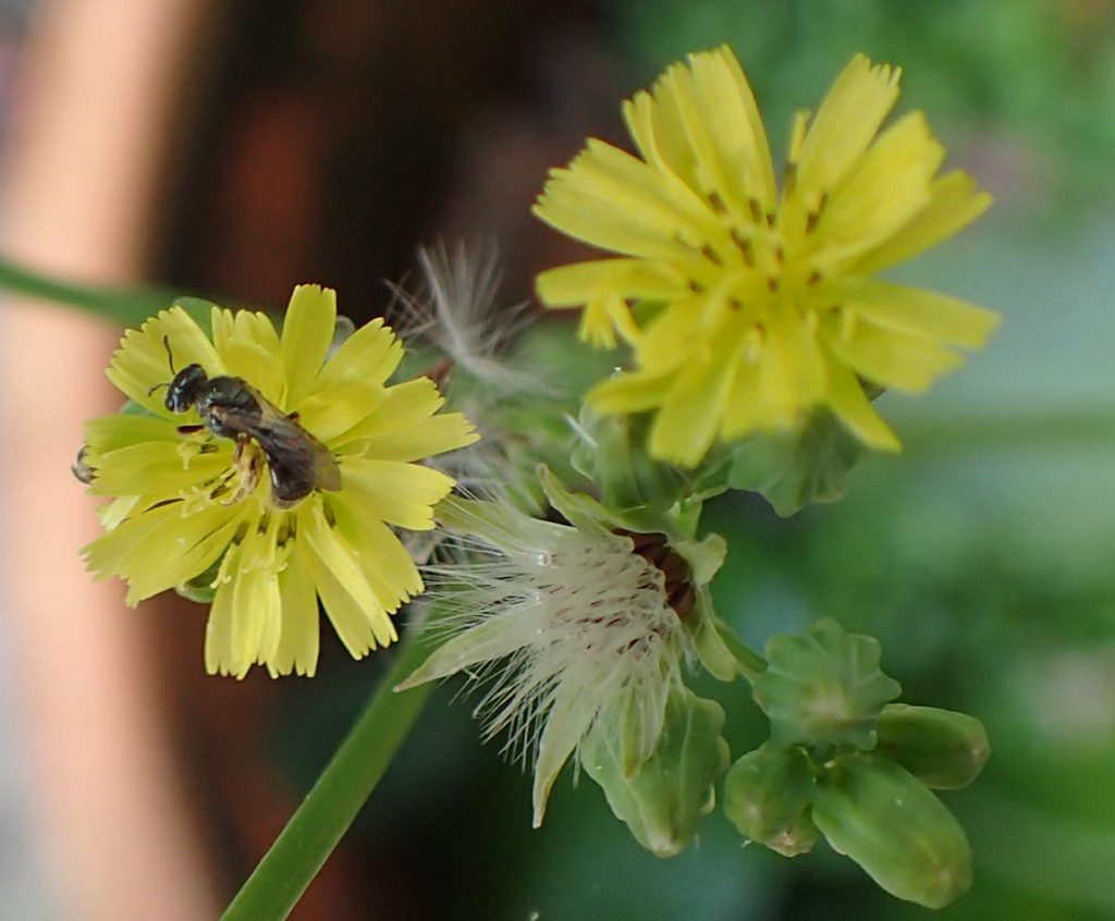Small bee gathering pollen from a dandelion flower.