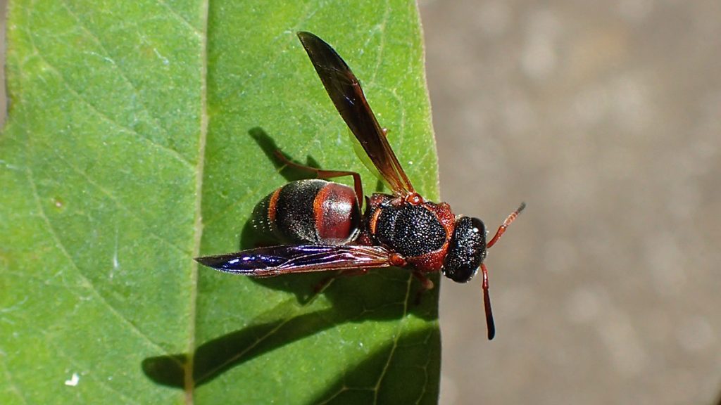 Red and black mason wasp on milkweed leaf.