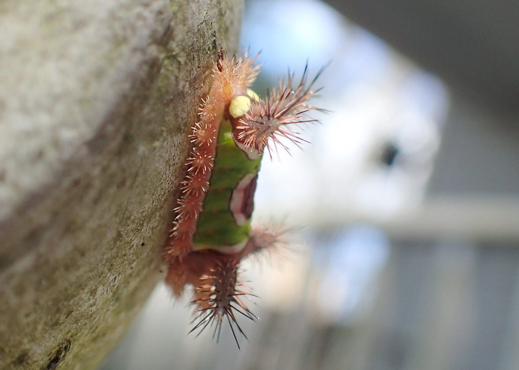 Saddleback caterpillar (Acharia stimulea), larva of a species of slug moth.