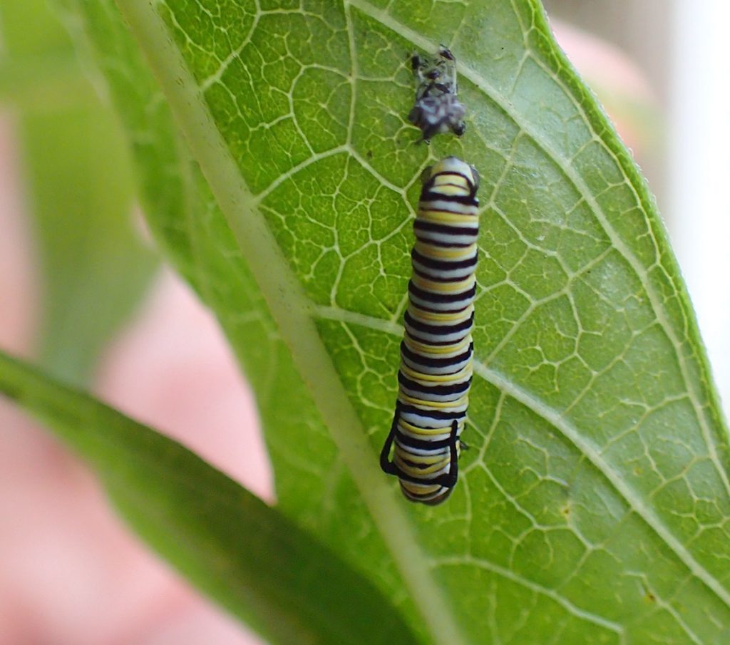 Monarch caterpillar, just after molting.