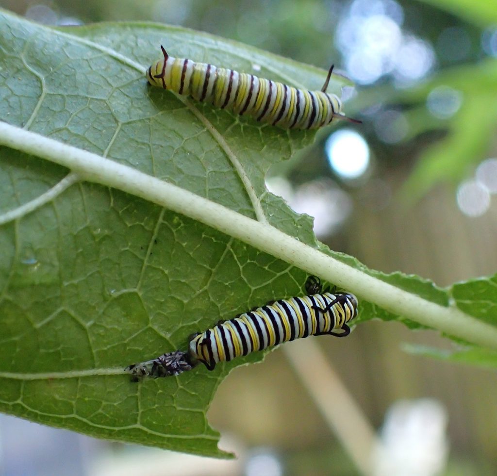 Two monarch caterpillars, one having just molted its skin. The freshly molted caterpillar has more vibrant color.