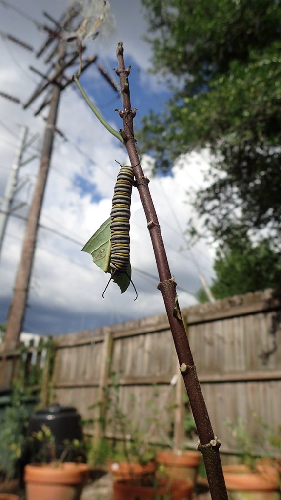 Monarch caterpillar on a denuded milkweed plant.