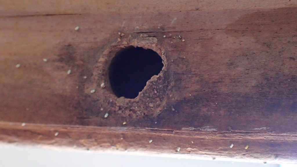 Four-toothed mason wasp cavity in a wooden handrail.