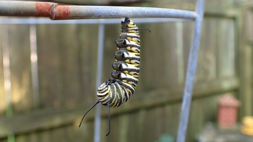 Monarch caterpillar in a j position, ready to make a chrysalis.