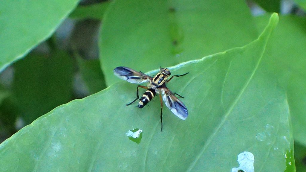 Euantha litturata, a bristle fly.