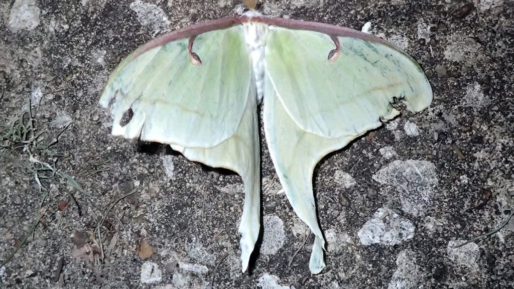 Luna moth rests on pavement.