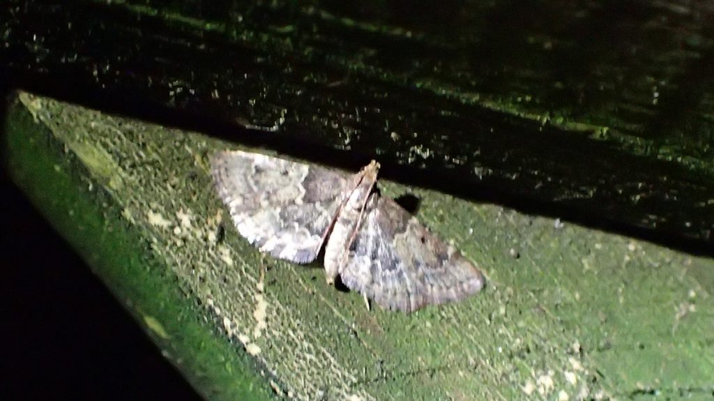 Small moth on a wooden fence at night.
