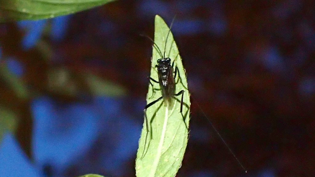 Bug #138: Black long legged bug on pentas leaf, night time.