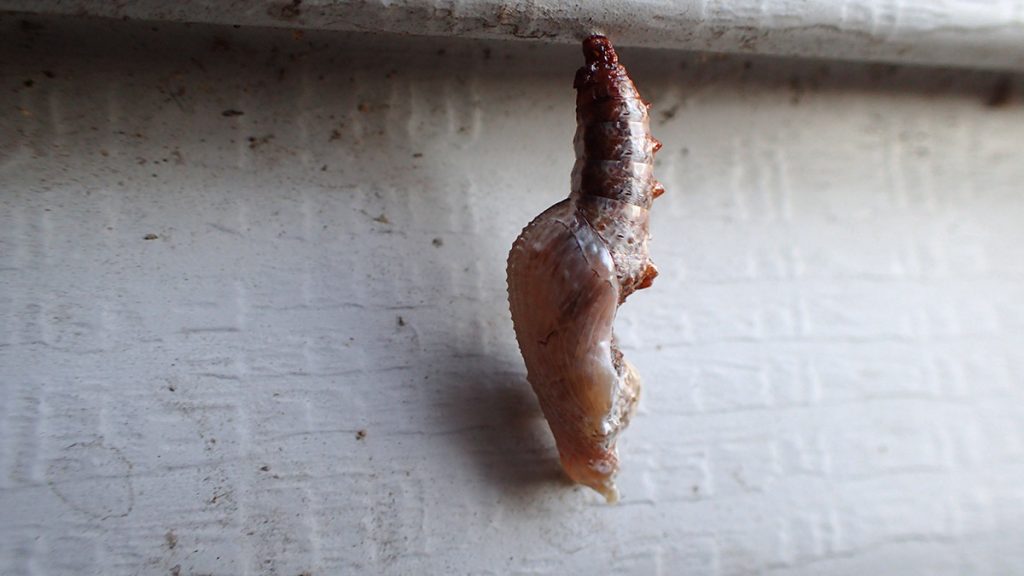 Gulf fritillary chrysalis hanging from the side of our house.