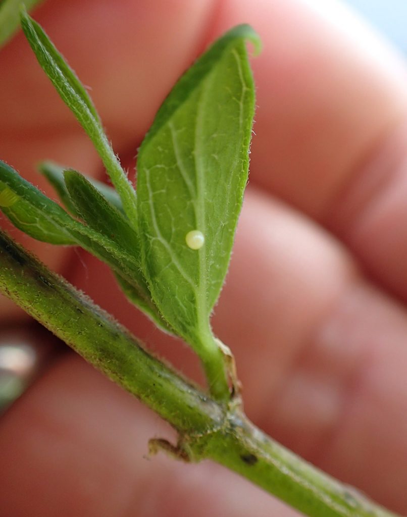 Monarch egg on newly sprouted milkweed leaf.