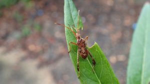 Assassin bug on milkweed.