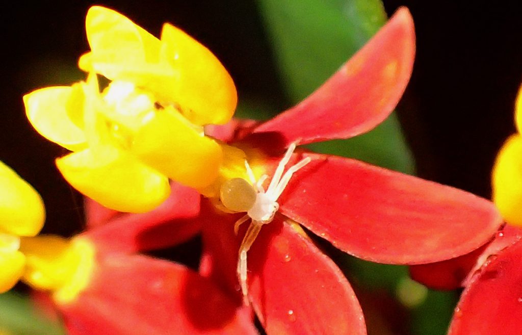 Small white spider in milkweed flower.