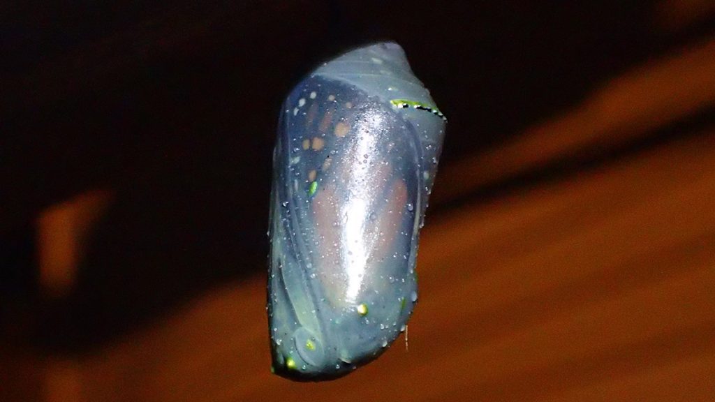 Monarch chrysalis, transparent and ready to hatch.
