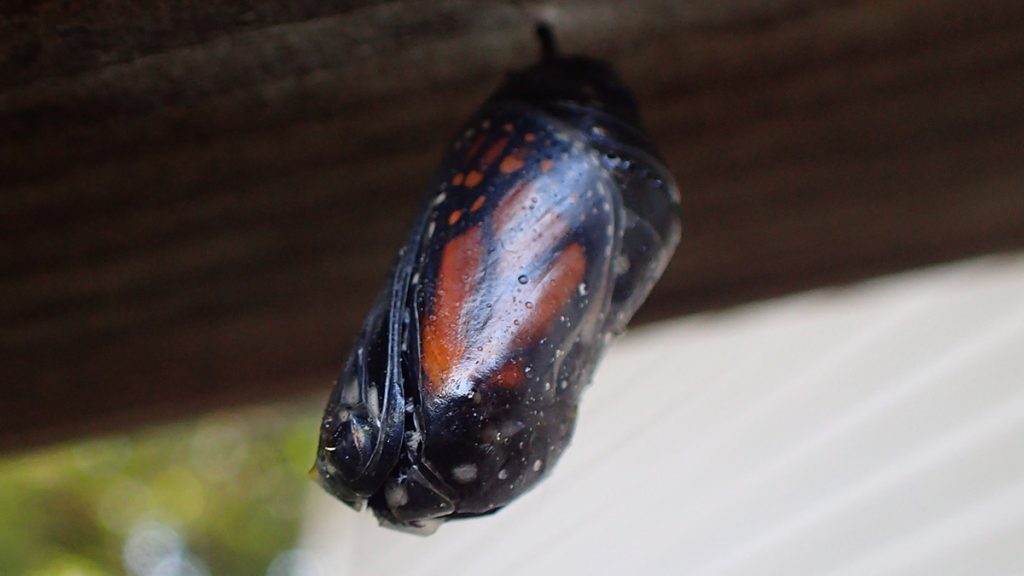 A monarch chrysalis with a transparent shell, cracked but with a butterfly that never finished hatching.