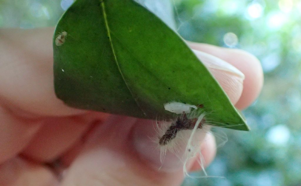 A fuzzy white caterpillar, apparently deceased, sharing a leaf with a small bug.