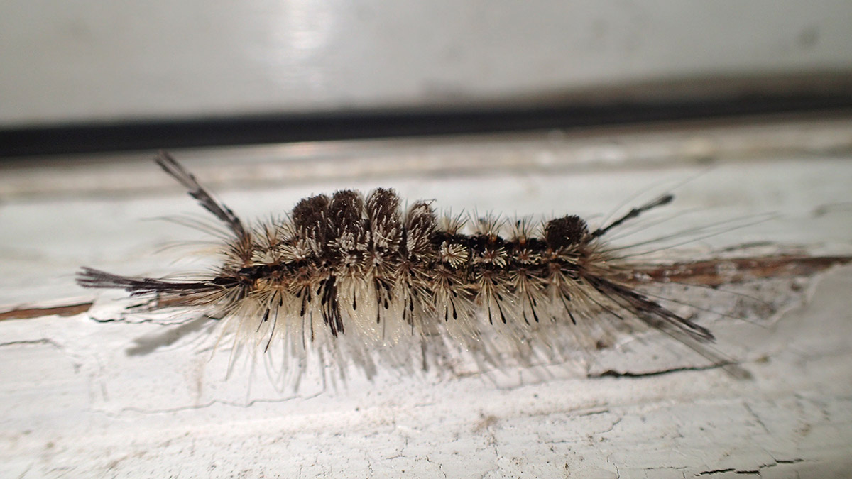 Bug #147: Southern Tussock Moth (Dasychira meridionalis)