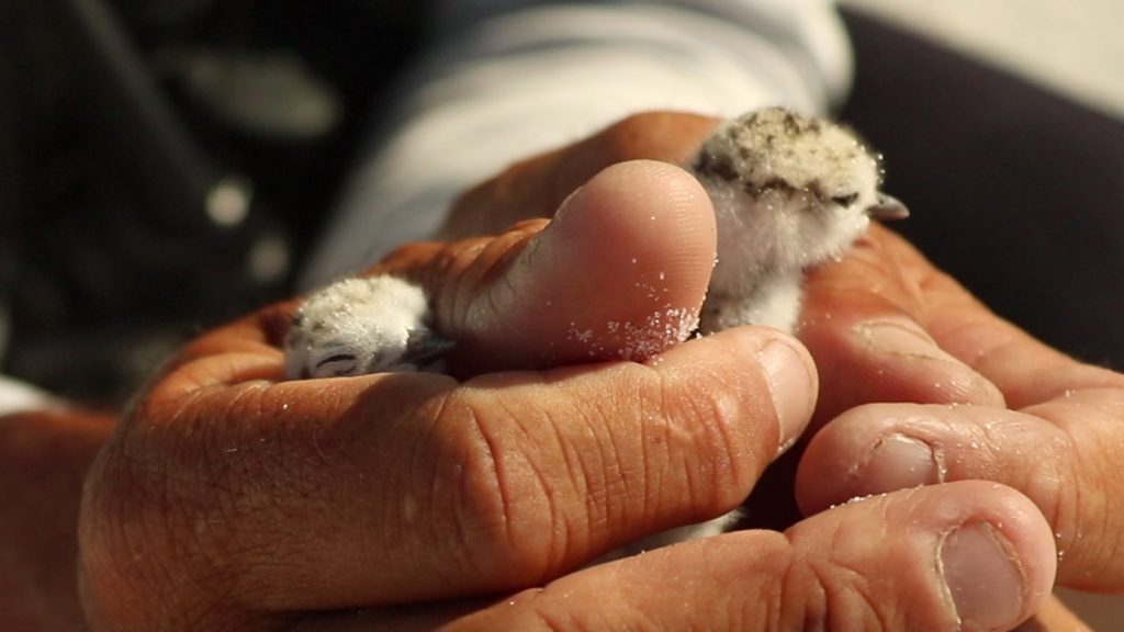Two two day old snowy plover chicks are cradled in FWC biologist Marvin friel's hands.