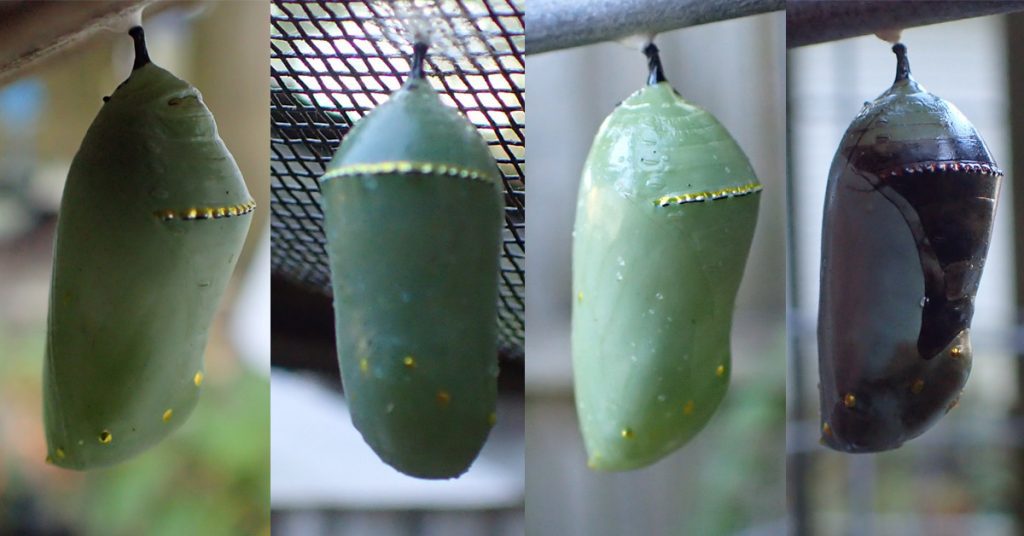 Four monarch chrysalides, the fourth black from disease.