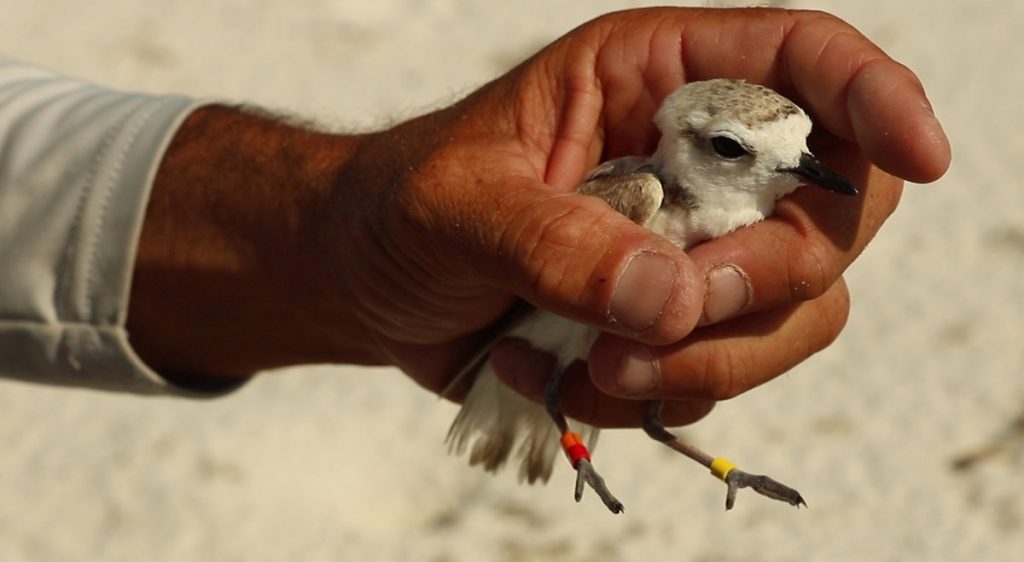 A hand holds a female snowy plover with newly added bands on its legs.