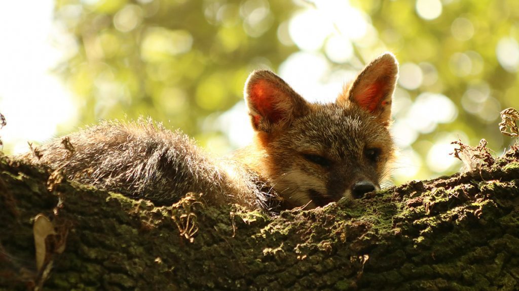 A gray fox sits on a branch.