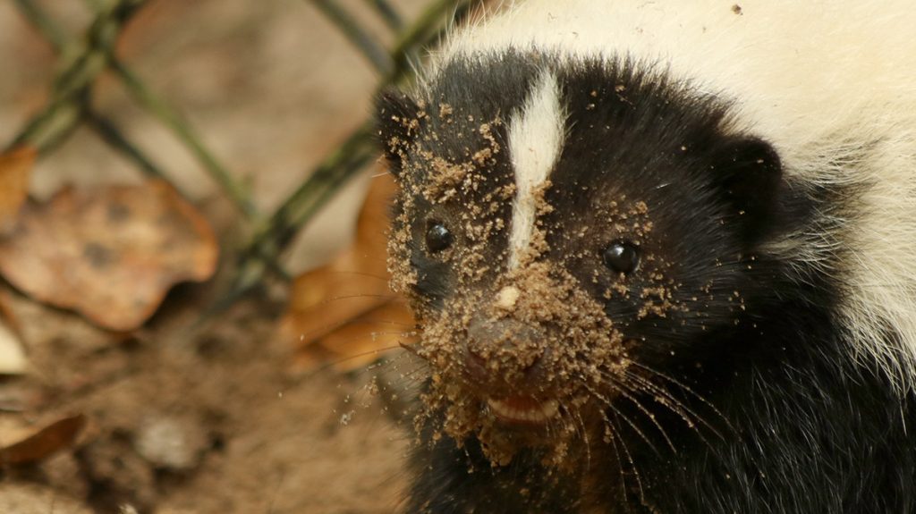 Striped Skunk, dirt on its face.