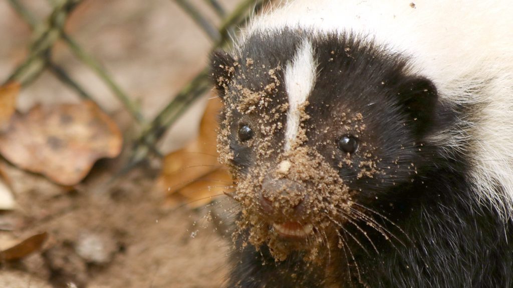 Striped skunk woth dirt on its face, after burrowing.