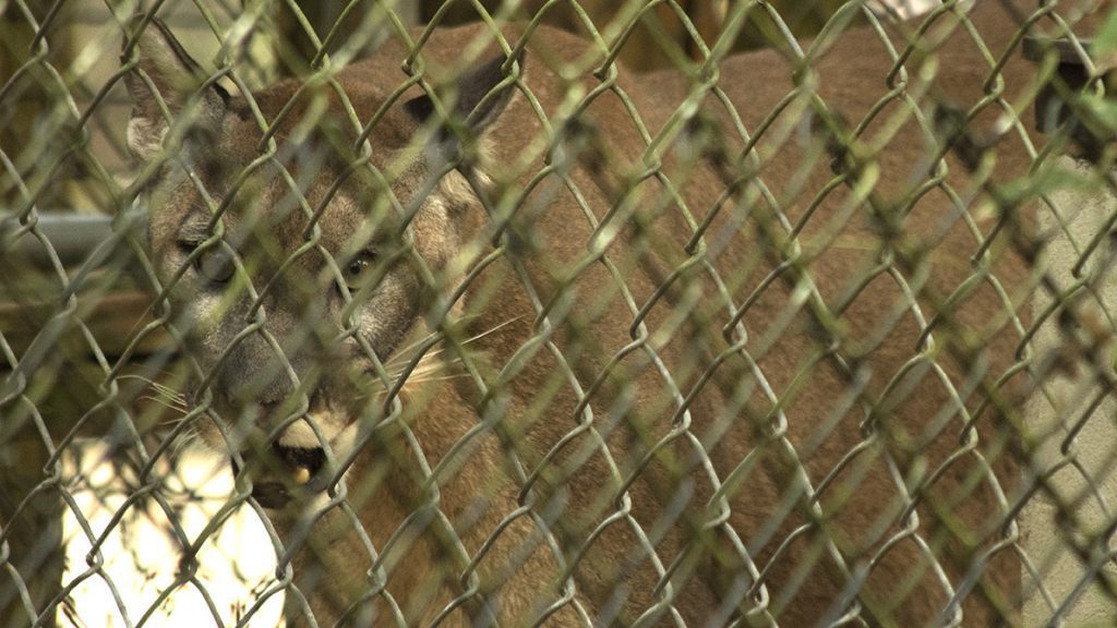 Florida panther behind a chain linked fence at the Tallahassee Museum.