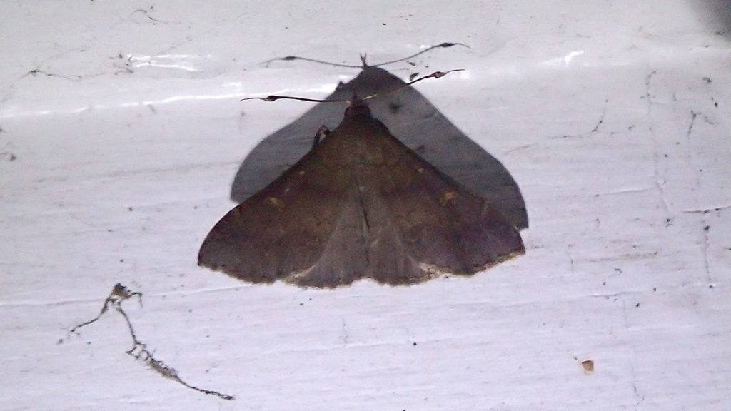 Dark moth sitting on the side of a house, predawn.
