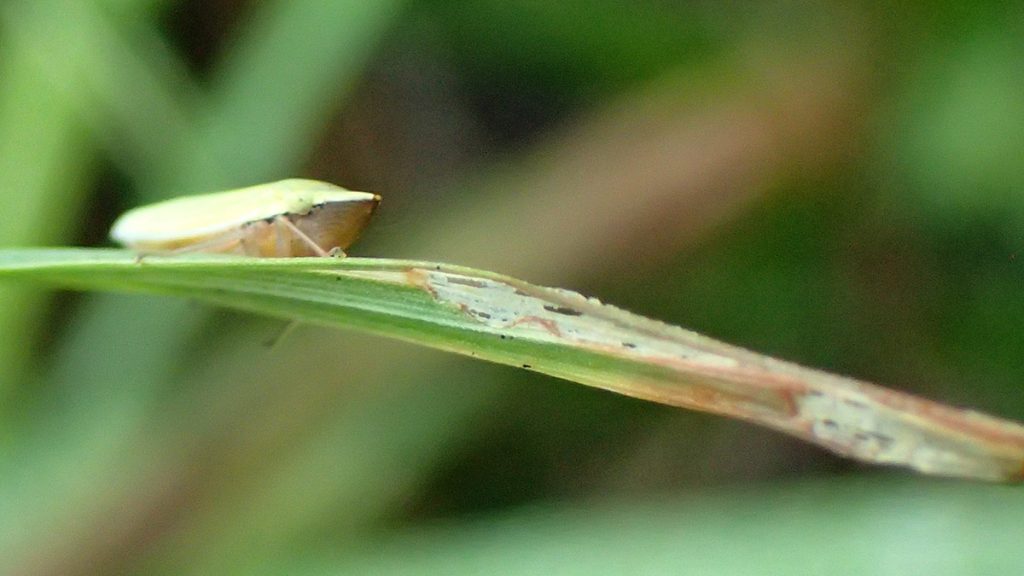 Small pale leaf hopper.