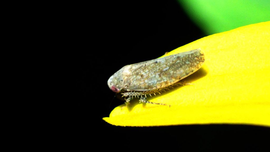 Perhaps a leafhopper (?) on the petal of a cutleaf coneflower.
