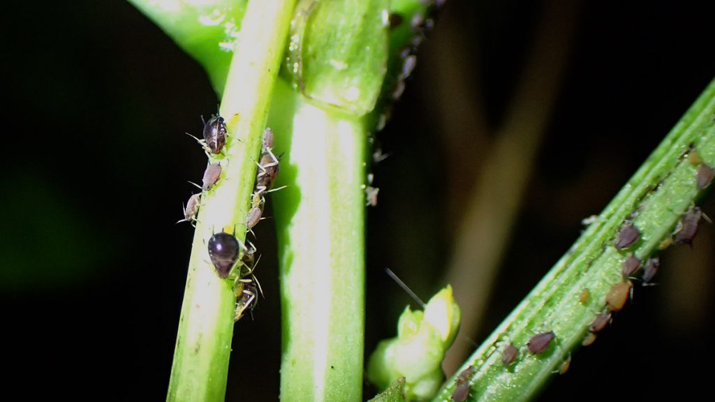 Aphids and ants on bean plant.