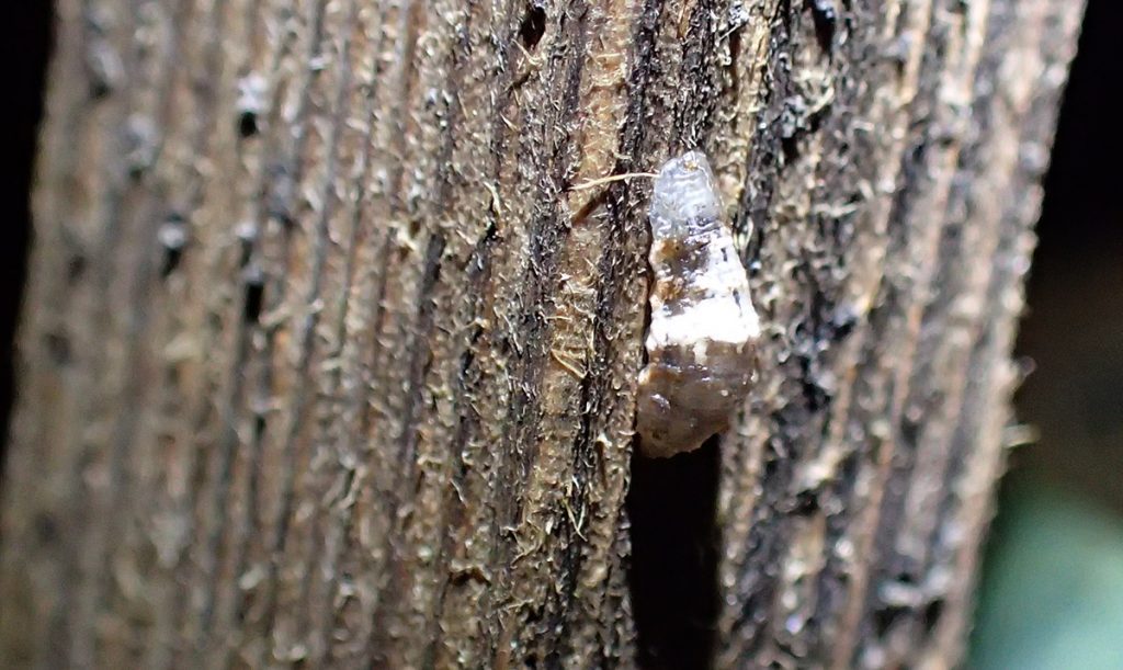 Syrphid larva on a wooden post.