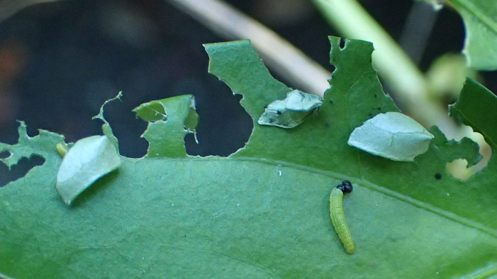 Long-tailed skipper caterpillar (bean roller) roams a bean leaf with folded leaf caterpillar shelters.