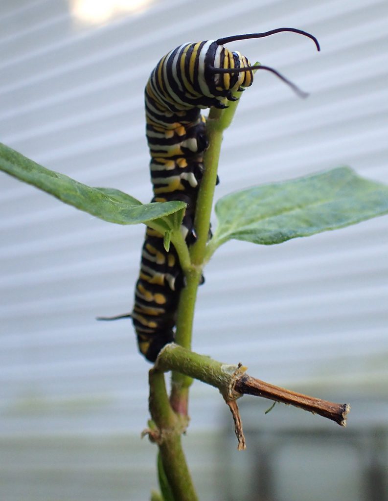 Monarch caterpillar gnaws on milkweed stalk.