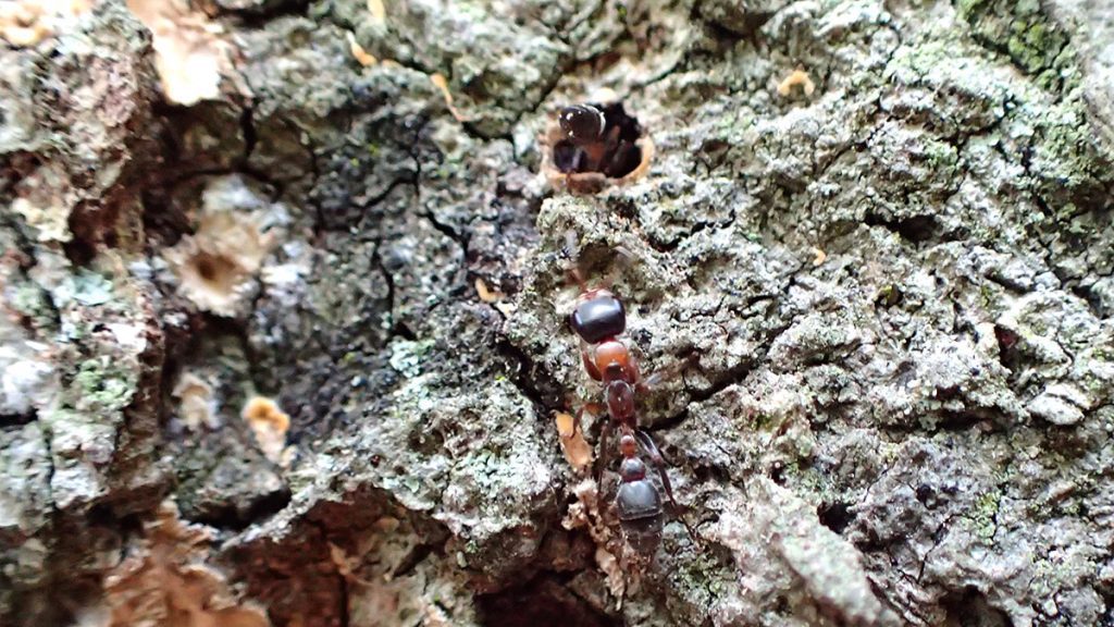 A carpenter ant runs up a dead section of an oak tree, while another disappears into a burrow.