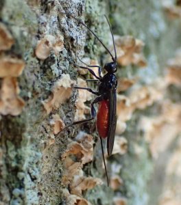 Bug #153: Another menacing looking red and black bug.