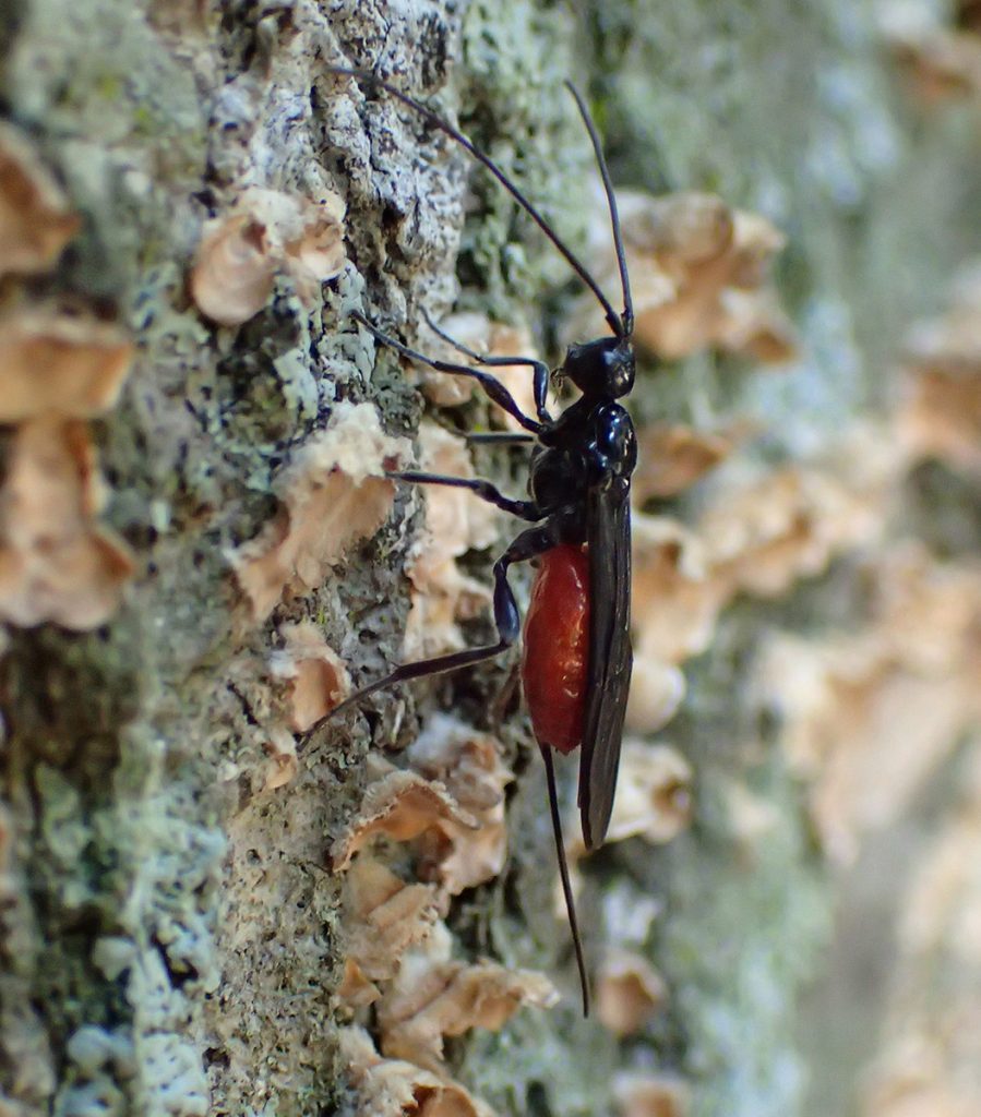 Bug #153: Another menacing looking red and black bug.   Likely a braconid wasp, which lays its eggs on many insects considered to be pests.  Their larvae then devour the insects.