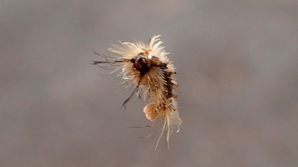 Fuzzy moth caterpillar dangling from a web thread.