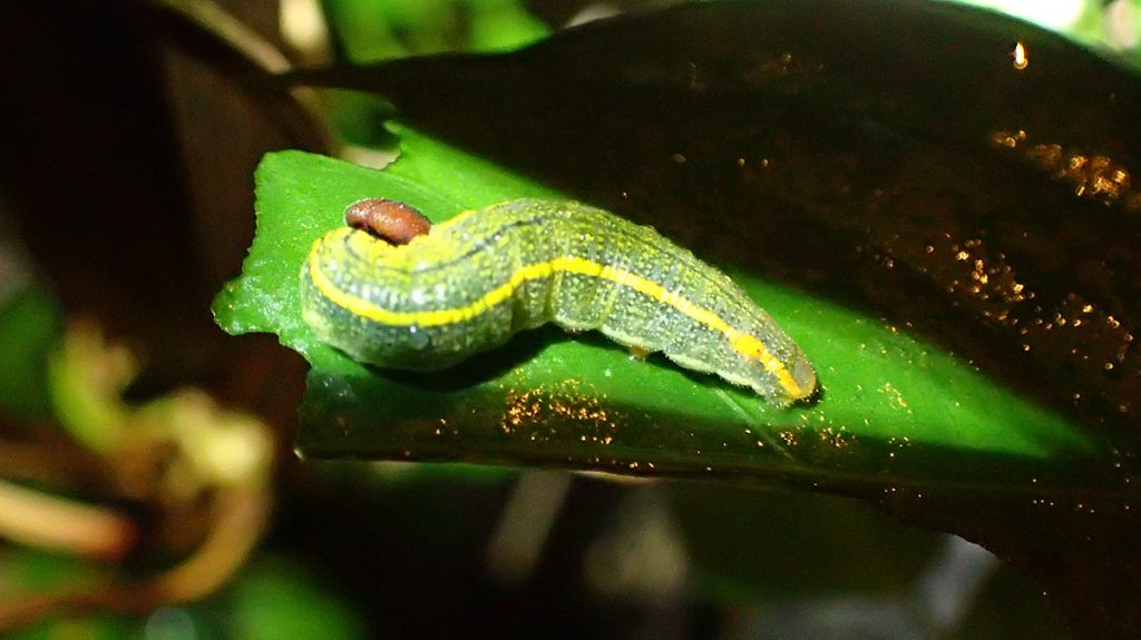 Large long-tailed skipper butterfly caterpillar (bean roller).
