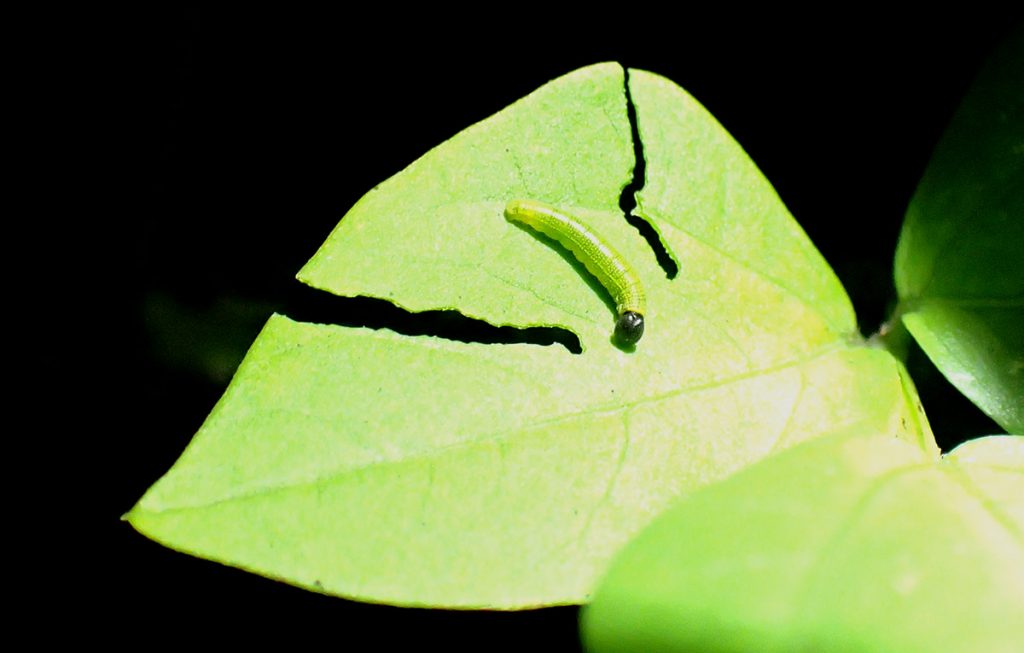 Long-tailed skipper caterpillar on a bean leaf. It has made two cuts on the leaf, between which it will curl the leaf to use as a shelter.