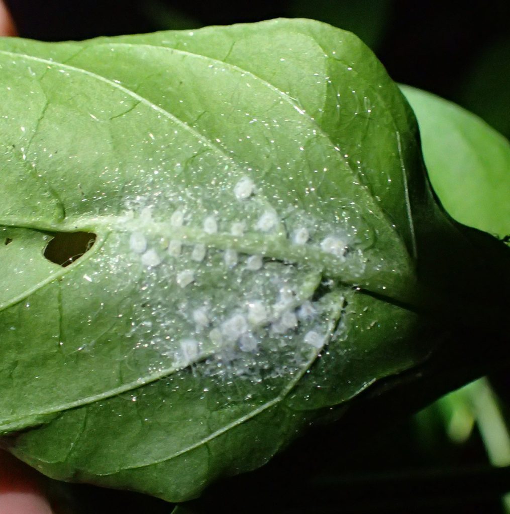 White fuzz, and white fuzzy dots, behind a pepper leaf. Likely whitefly eggs.
