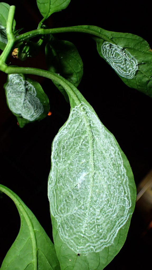 White fuzz on several leaves- whitefly eggs.