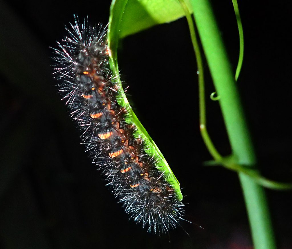 Leopard moth caterpillar eats a smilax vine leaf. The leopard moth caterpillar is a red and black fuzzy caterpillar.