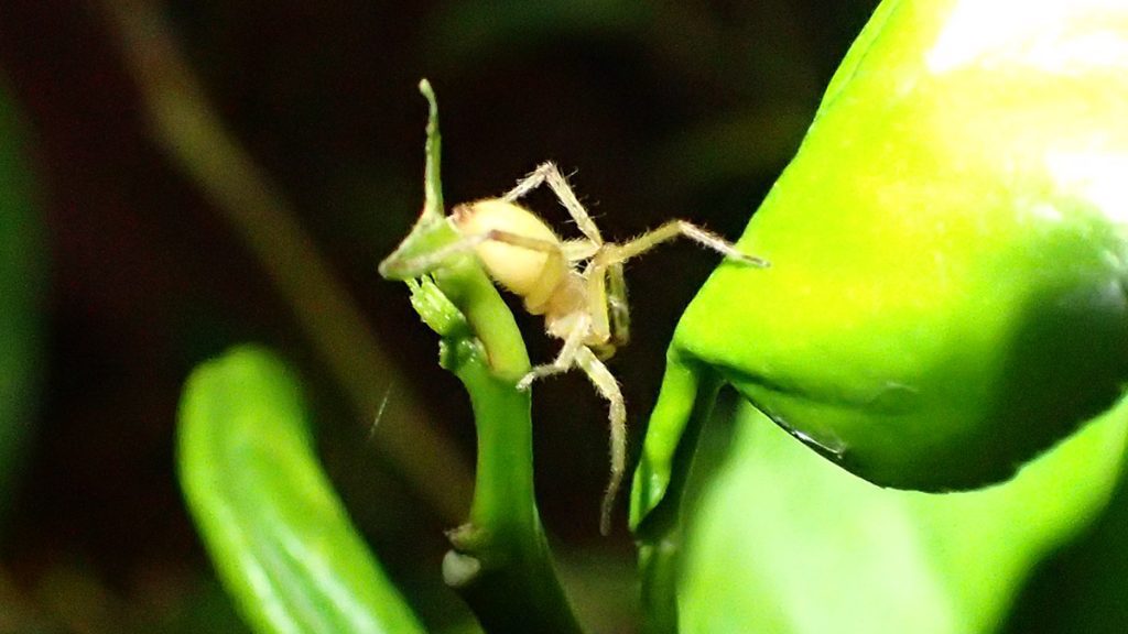 A white-yellow spider hiding in the leaves of a bell pepper plant.