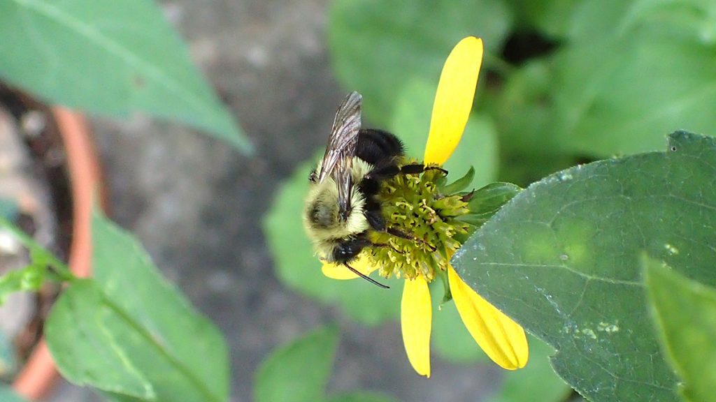 Bumblebee on a cutleaf coneflower.